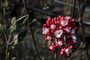 Viburnum carlesii Juddii