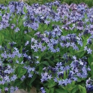 Amsonia Blue Ice