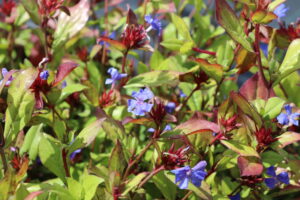Ceratostigma plumbaginoides