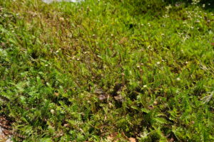 Leptinella squalida