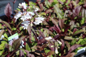 Penstemon digitalis Husker Red