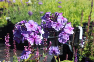 Phlox paniculata Blue Paradise