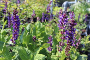 Salvia nemorosa Mainacht