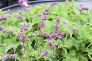 Salvia verticillata Purple Rain