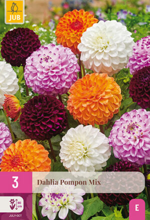 Dahlia Pompon Mix