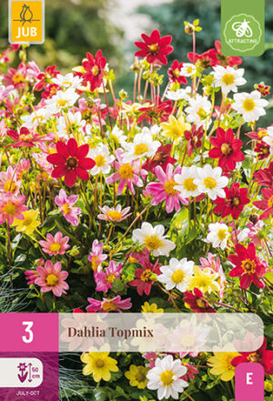 Dahlia Topmix