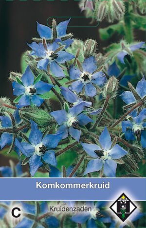 Borage