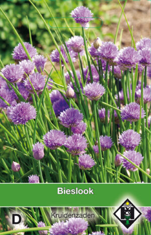 Allium / Bieslook