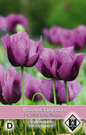 Papaver somniferum