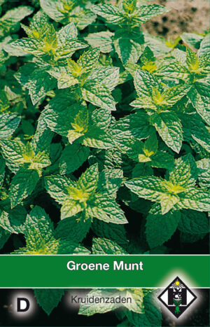 Mentha