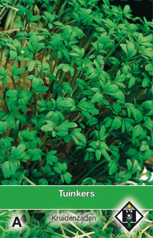 Lepidium