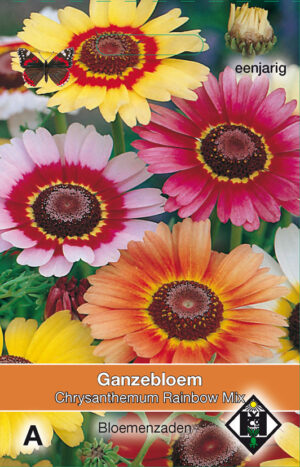 Chrysanthemum carinatum Rainbow Mix