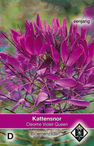 Cleome hassleriana Violet Queen