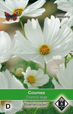 Cosmos bipinnatus Vega wit