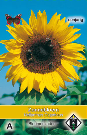 Helianthus a. Giganteus