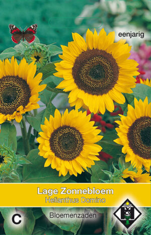 Helianthus a. Domino