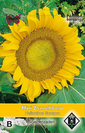 Helianthus a. Sunspot