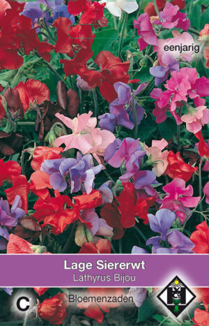 Lathyrus odoratus Bijou