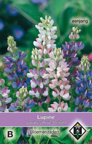Lupinus hartwegii Pixie Delight