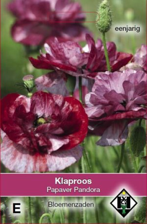 Papaver rhoeas Pandora