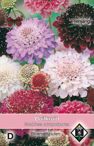 Scabiosa atropurpurea Mix