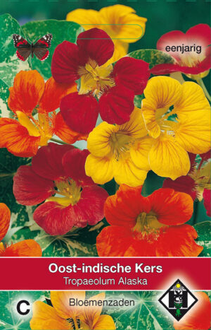 Tropaeolum majus nanum Alaska