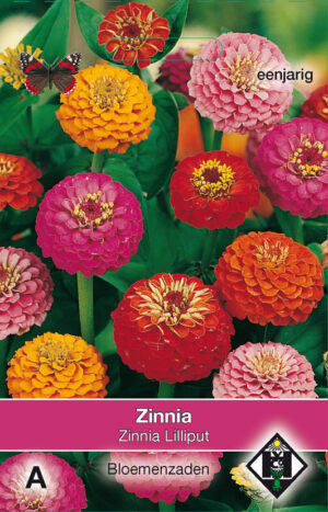 Zinnia elegans Lilliput