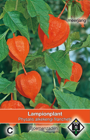 Physalis alkekengi franchetii