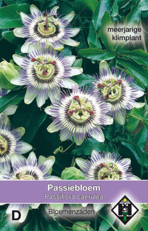 Passiflora caerulea