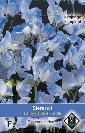 Lathyrus o. Blue Ripple