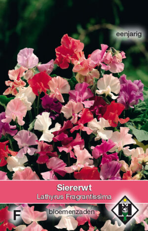 Lathyrus odoratus Fragrantissima