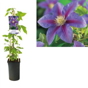 Clematis Barbara Jackman
