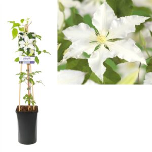 Clematis Gladys Picard