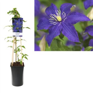 Clematis Rhapsody