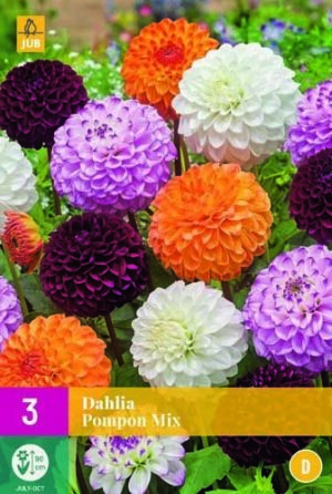 Dahlia Pompon Mix
