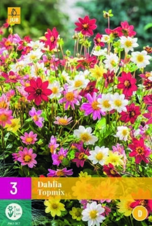 Dahlia Topmix