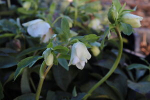 Helleborus orientalis