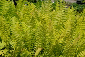 Matteuccia struthiopteris