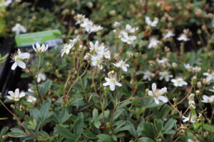 Potentilla tridentata Nuuk