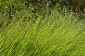 Sesleria autumnalis