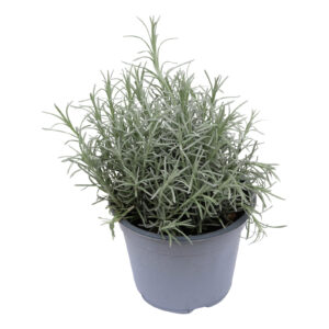 Helichrysum italicum