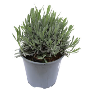 Lavandula angustifolia