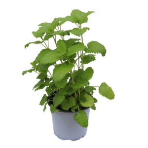 Melissa officinalis