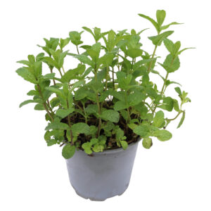 Mentha spicata Moroccan