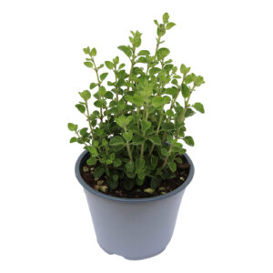 Origanum vulgare