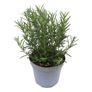 Rosmarinus officinalis