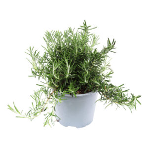 Rosmarinus officinalis Prostratus