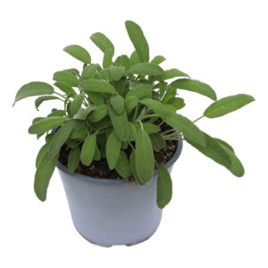 Salvia officinalis
