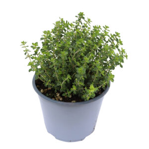Thymus citriodorus
