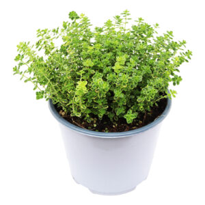 Thymus citriodorus Aureus